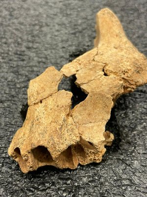 Restos de rostro humanos excavados en la Sima del Elefante de Atapuerca. 