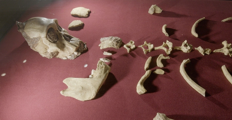 Réplica exacta del holotipo del australopitecus sediba en el Museo de Malapa. Kurro / Carmen